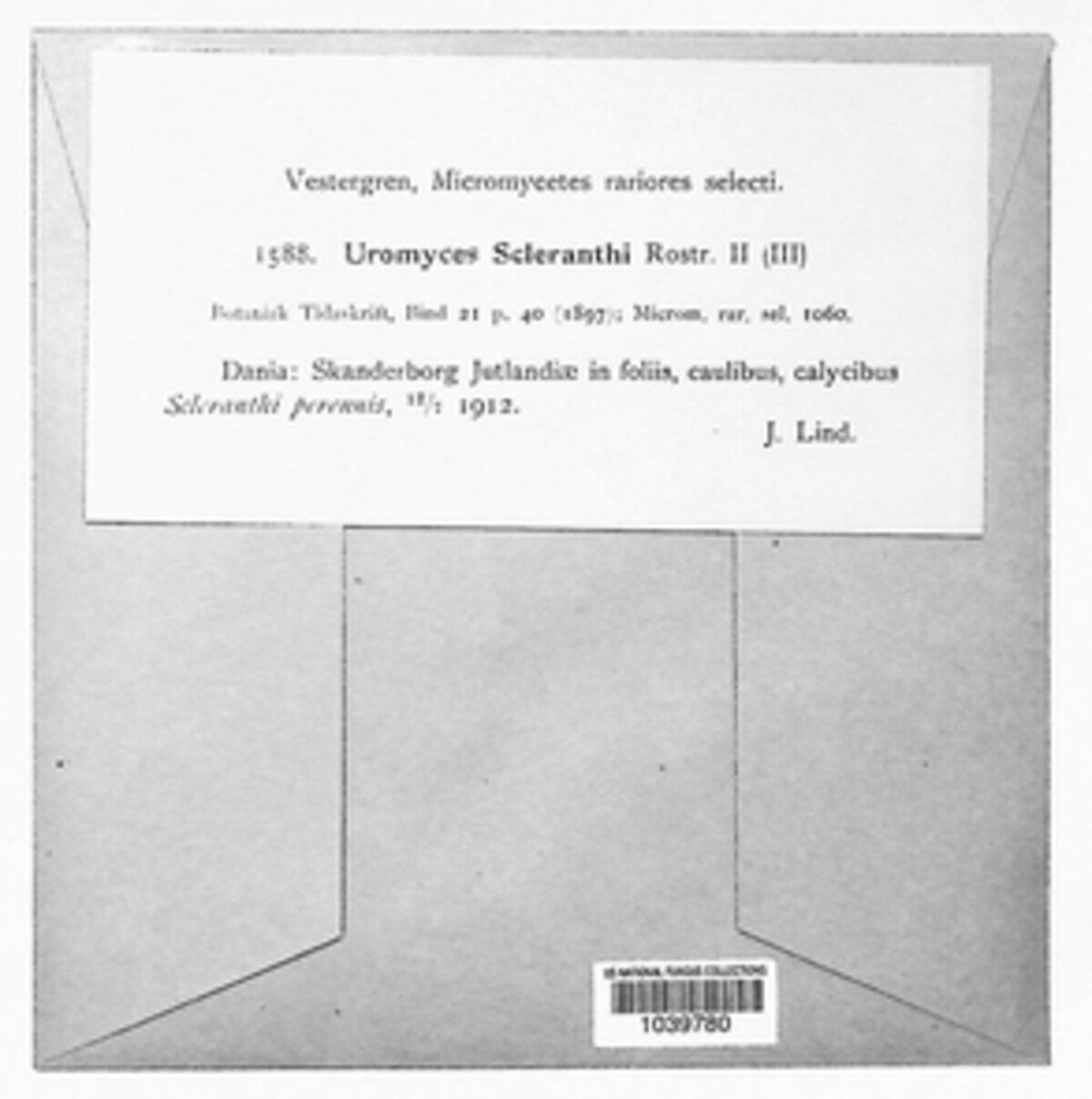 Uromyces scleranthi image